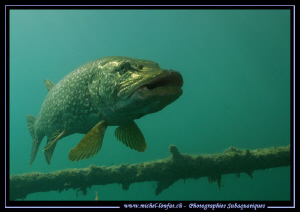 This one was really Big.... probably one meter or more...... by Michel Lonfat 